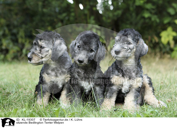 sitzende Bedlington Terrier Welpen / sitting Bedlington Terrier Puppies / KL-19307