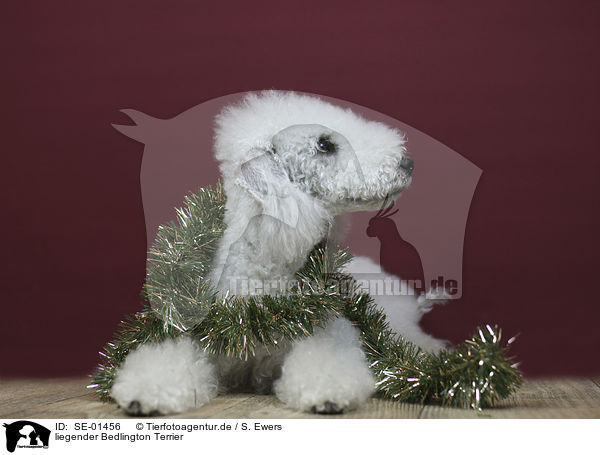 liegender Bedlington Terrier / SE-01456