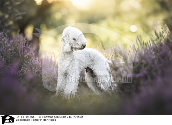 Bedlington Terrier in der Heide / Bedlington Terriers on the heath / RP-01365