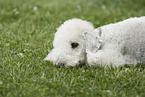 liegender Badlington Terrier