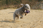 spielender Bedlington Terrier