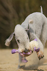 spielender Bedlington Terrier