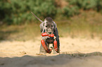 Bedlington Terrier mit Spielzeug