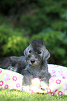 Bedlington Terrier Welpe