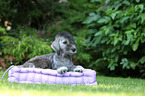 Bedlington Terrier Welpe