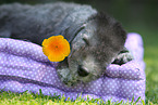 Bedlington Terrier Welpe