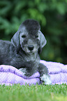 Bedlington Terrier Welpe