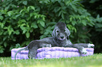 Bedlington Terrier Welpe