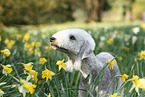 Bedlington Terrier Portrait