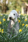 Bedlington Terrier