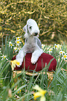 liegender Bedlington Terrier