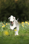 Bedlington Terrier