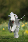 rennender Bedlington Terrier