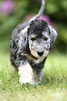 laufender Bedlington Terrier Welpe