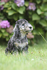 sitzender Bedlington Terrier Welpe