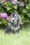sitzender Bedlington Terrier Welpe
