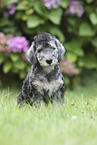 sitzender Bedlington Terrier Welpe