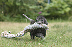 laufender Bedlington Terrier Welpe