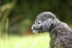 Bedlington Terrier Welpe Portrait
