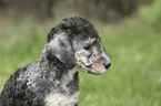 Bedlington Terrier Welpe Portrait