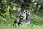 liegender Bedlington Terrier Welpe