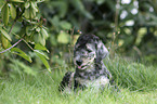 liegender Bedlington Terrier Welpe