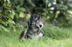 liegender Bedlington Terrier Welpe