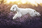 Bedlington Terrier in der Heide