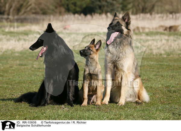 Belgische Schferhunde / RR-10606