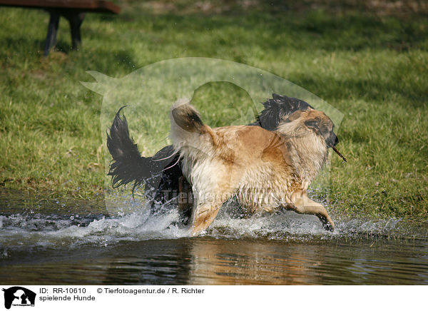 spielende Hunde / RR-10610
