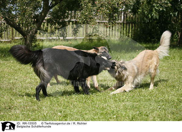 Belgische Schferhunde / RR-15505