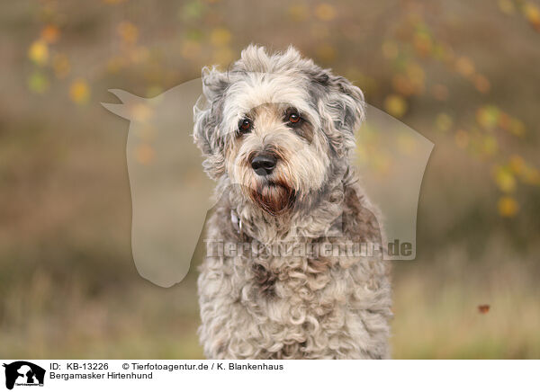 Bergamasker Hirtenhund / Bergamasco Shepherd / KB-13226
