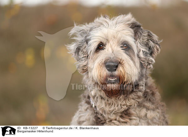 Bergamasker Hirtenhund / Bergamasco Shepherd / KB-13227