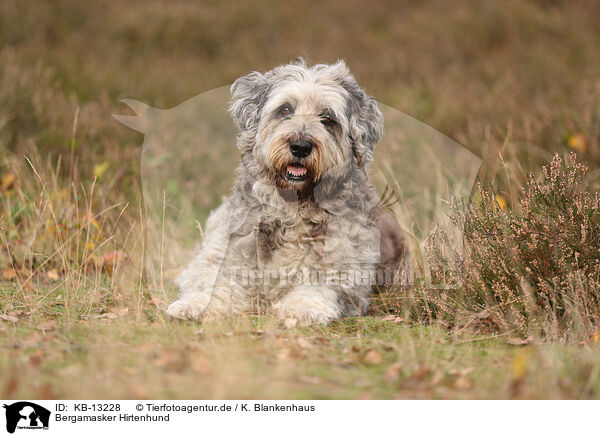 Bergamasker Hirtenhund / KB-13228