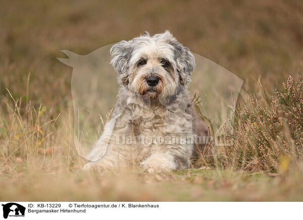 Bergamasker Hirtenhund / KB-13229