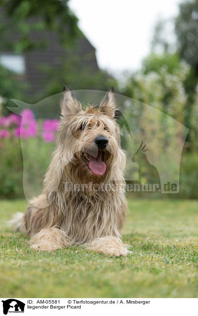 liegender Berger Picard / lying Berger Picard Dog / AM-05581