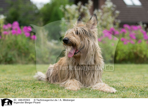 liegender Berger Picard / lying Berger Picard Dog / AM-05583