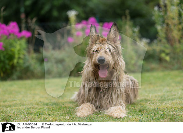 liegender Berger Picard / lying Berger Picard Dog / AM-05584