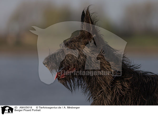 Berger Picard Portrait / Berger Picard Dog Portrait / AM-05618