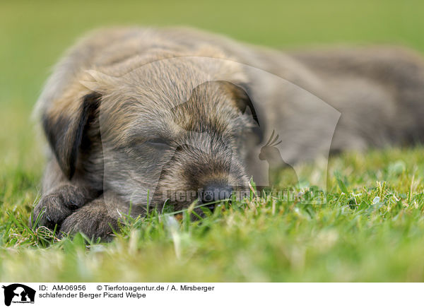 schlafender Berger Picard Welpe / sleeping Berger Picard Dog Puppy / AM-06956