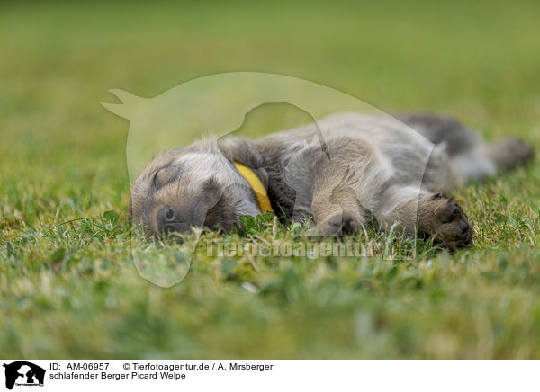 schlafender Berger Picard Welpe / sleeping Berger Picard Dog Puppy / AM-06957