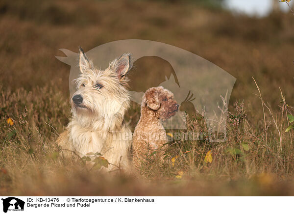 Berger de Picard und Pudel / Berger de Picard and Poodle / KB-13476