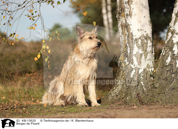 Berger de Picard / KB-13620