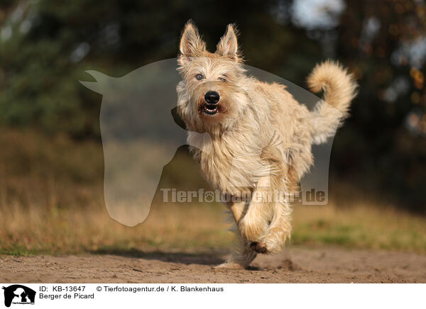 Berger de Picard / KB-13647