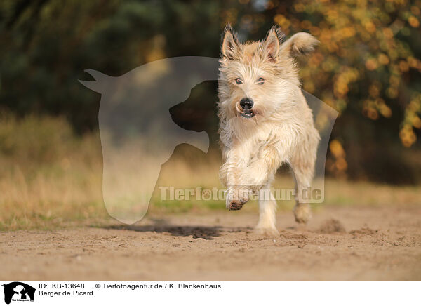 Berger de Picard / KB-13648