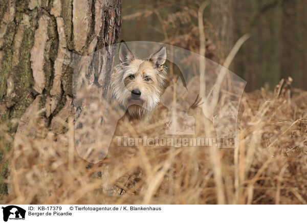 Berger de Picardie / Berger de Picardie / KB-17379