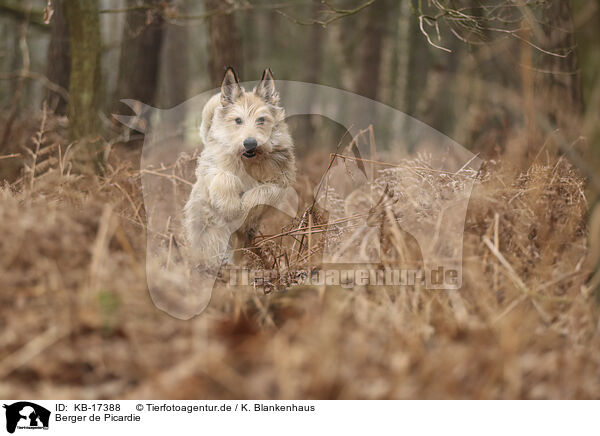 Berger de Picardie / KB-17388
