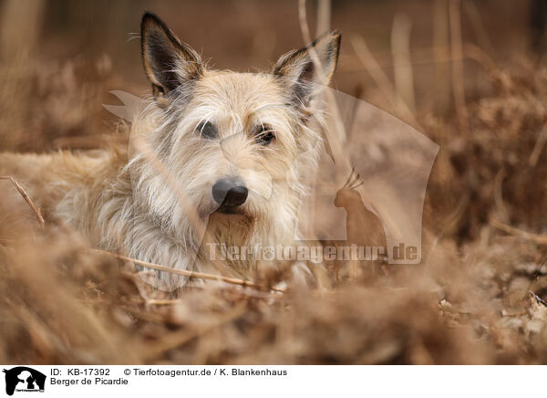 Berger de Picardie / Berger de Picardie / KB-17392