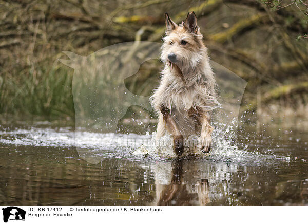 Berger de Picardie / Berger de Picardie / KB-17412