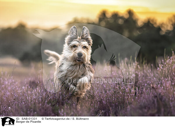 Berger de Picardie / Berger de Picardie / SAB-01331